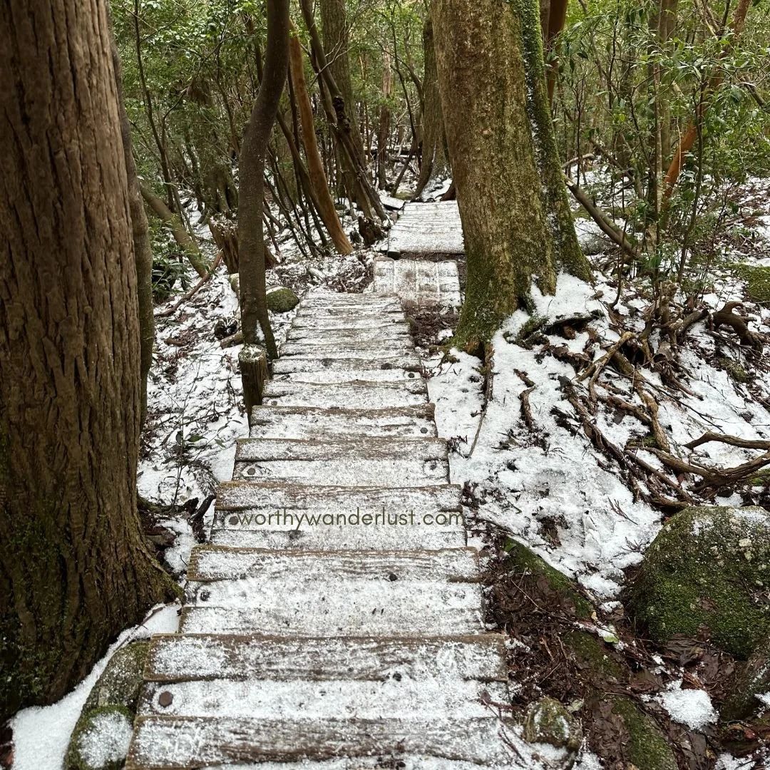 Jomon Sugi Hike Guide 2025: Practical Tips + My Unfiltered